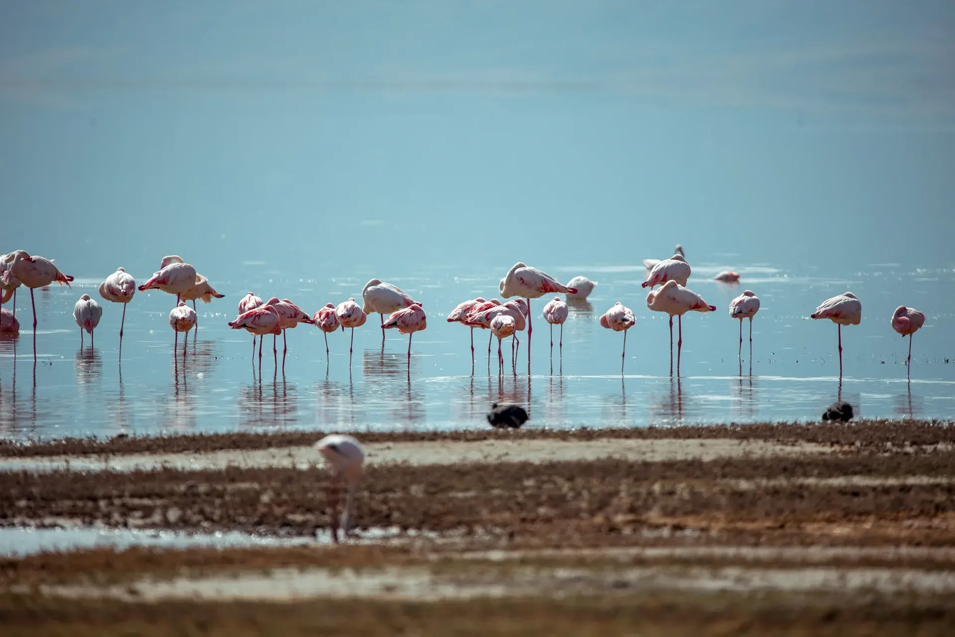 Ngorongoro Crater Game Drive – Flight to Zanzibar experience